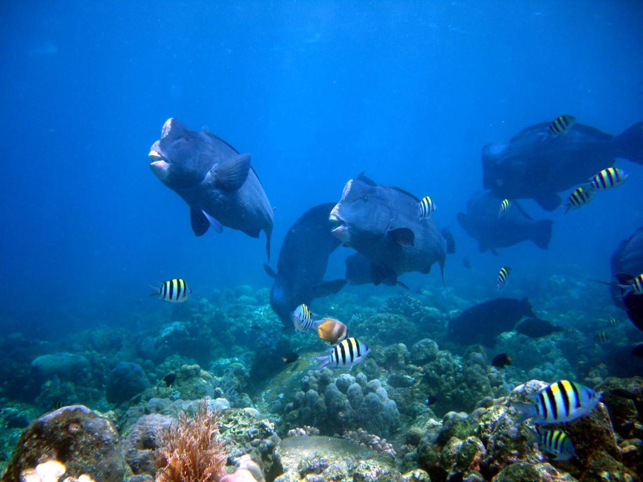 Matahari Tulamben Resort, Dive & Spa Faciliteter billede